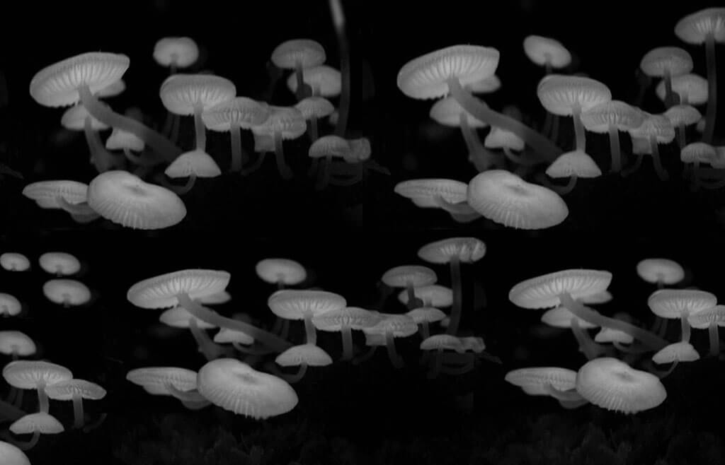 mushrooms landscape